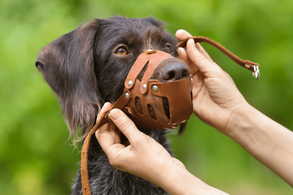 Features of the Best Muzzle for Dogs