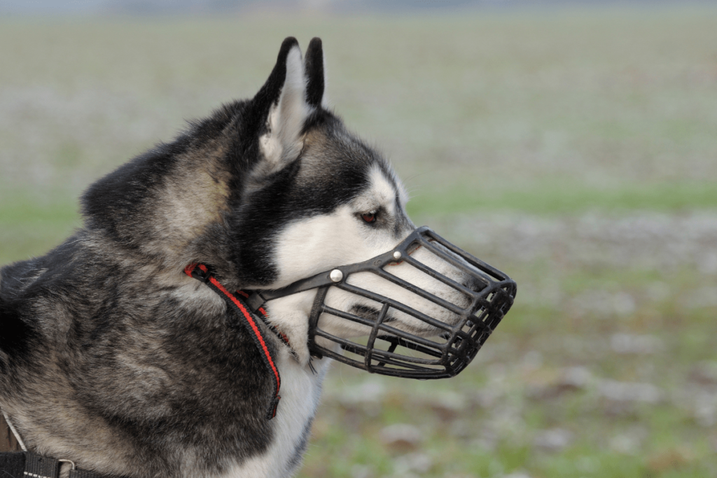 Right Muzzle for Your Dog